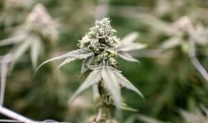 ganja 1
