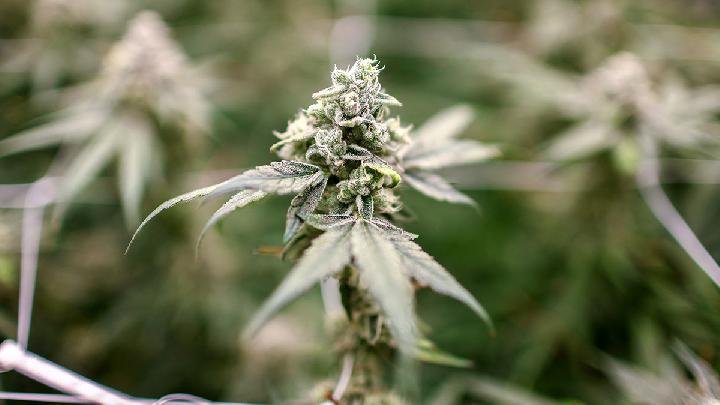 ganja 1