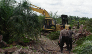 taman nasional tesso