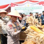 pragib setahun