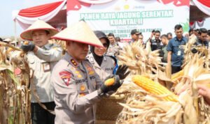 pragib setahun