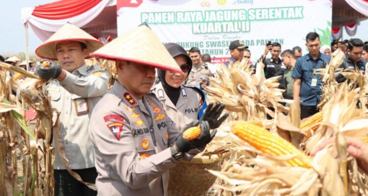 pragib setahun