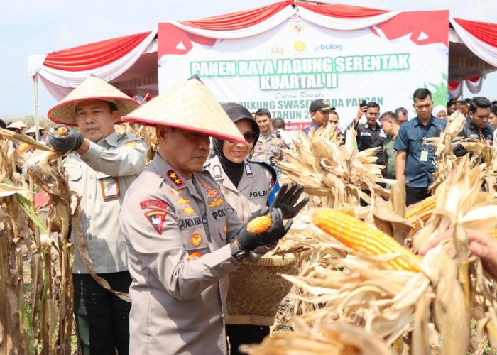pragib setahun
