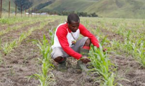 mbg petani papua