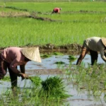 RUU agraria