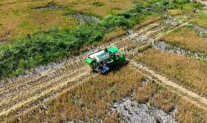 cetak sawah 3