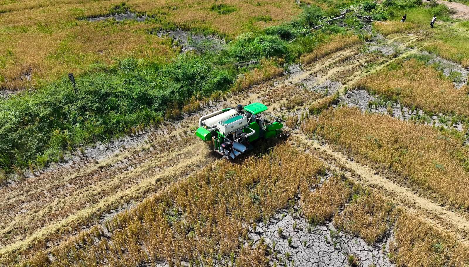 cetak sawah 3